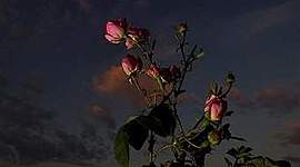 Timeline: PROPAGACIÓN DE ROSA HÍBRIDA DE TE POR ESQUEJE