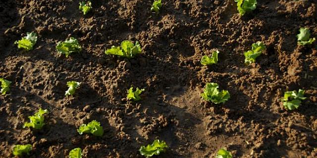 Fritz Haber y Carl Bosch