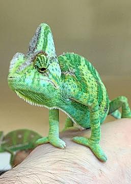 Je vais visiter le Zoo de La Flèche où j’achète un bébé caméléon.p