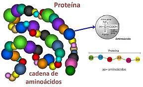 Aparece el término de proteína