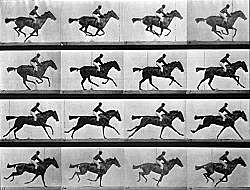 Fotografía de Muybridge 1ra. Secuencia de imágenes, en movimiento 1860