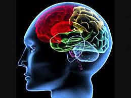 (Aristoteles) los sentidos