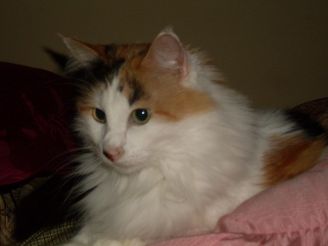 Allison adopted a cat from a barn