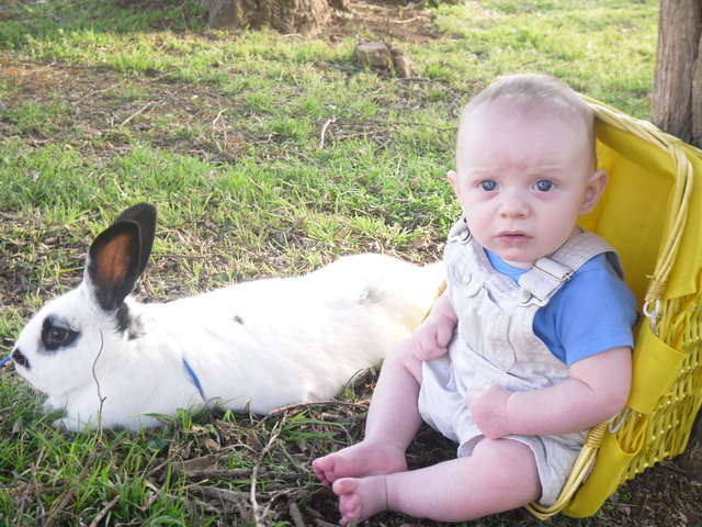 Allison purchased a rabbit from Tractor Supply Company