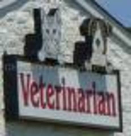 Allison opens her own veterinary hospital