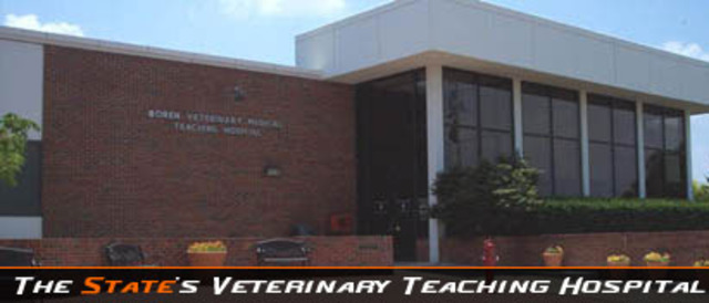 Allison graduates from OSU and begins OSU veterinary school