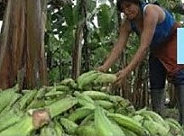 DÉCIMO TERCERA CONSTITUCIÓN 26 DE MARZO 1926