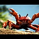 Crab