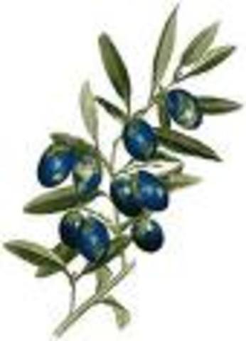 The Olive Branch Petition