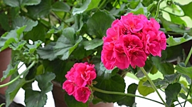 Timeline: Propagacion de geranios