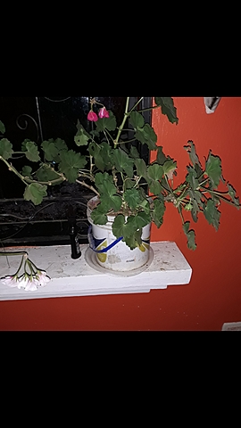 Busqueda de un geranio para obtener esquejes