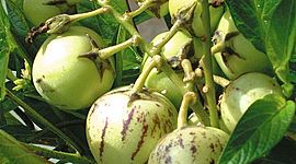 Timeline: propagación de pepino dulce