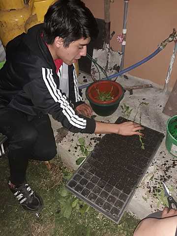 recolección y siembra de esquejes de pepino