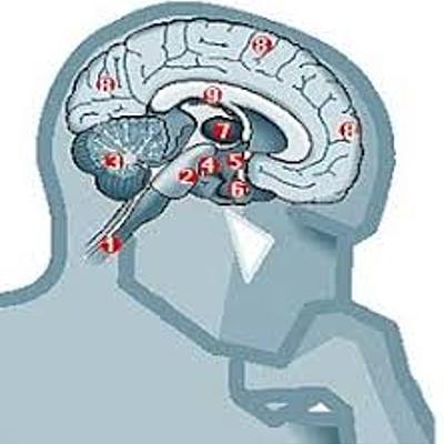 Timeline: Antecedentes Filosóficos de la Psicología