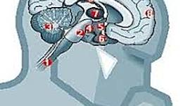 Timeline: Antecedentes Filosóficos de la Psicología