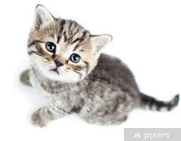 Regalan una gata a el valen