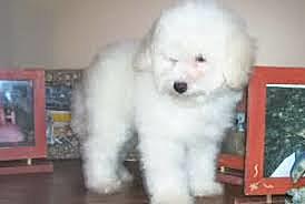 Morta encontro a Justo