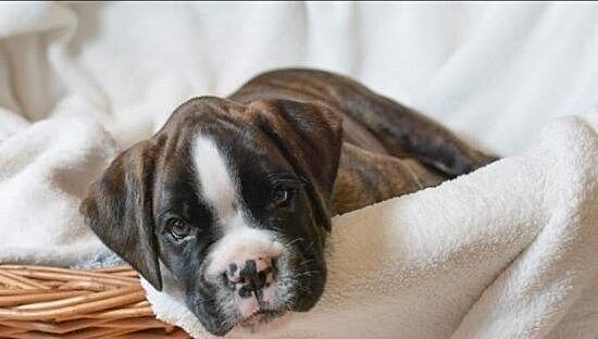 male tiene una perrita