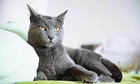 Morta encontro a Grey