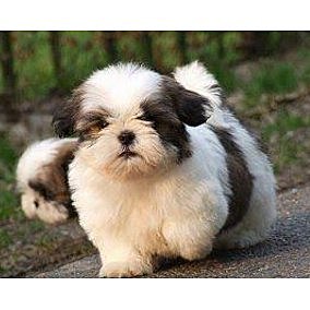 Mi mamá me regalo un perrito llamado Benito