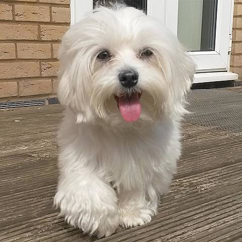 me consiguen un perro(joaquin)