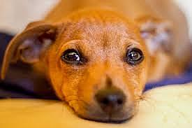 male tiene otra perrita