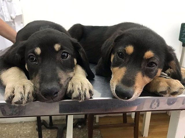 ambar tiene otra perrita