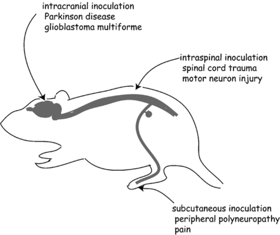 Mediated Gene Transfer