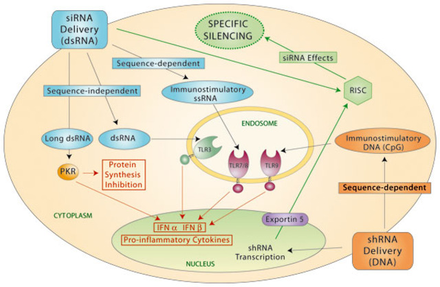RNA Interference
