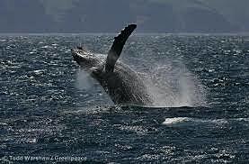 Save the Whales Campaign Begins