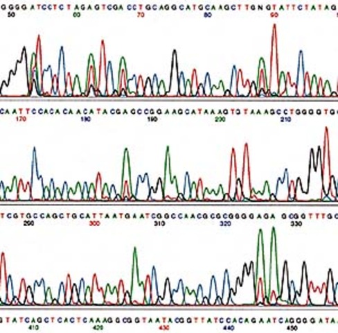Automated Fluorecence Sequencer