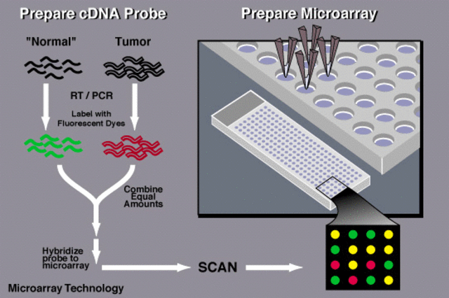 DNA Microarray Technology