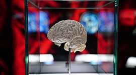 Timeline: Psicobiología: antecedentes históricos