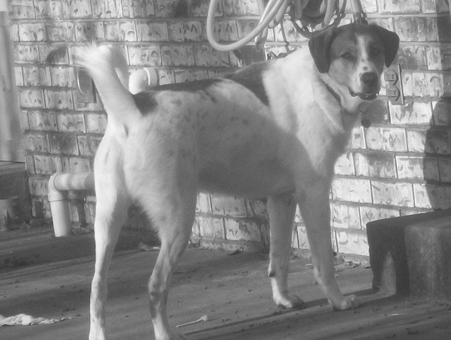 My family adopted our dog Dazye.