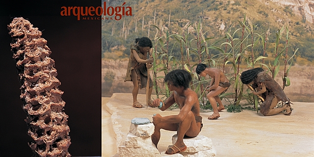 Domesticacion del Maiz