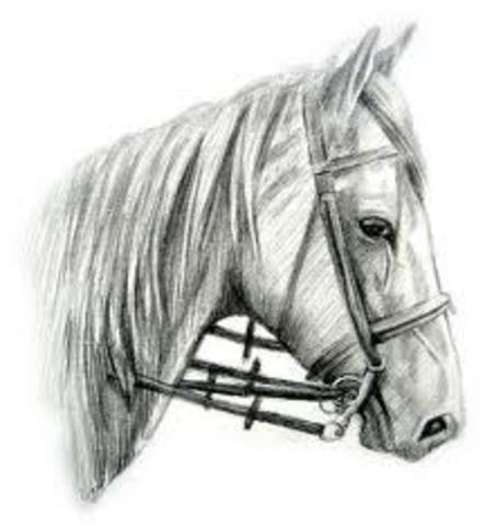 Fell Off the Very First Hourse I Ever Rode