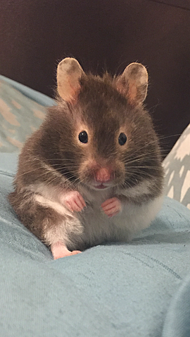 yo compré un hámster