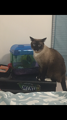 mi hámster murío en septiembre pasado