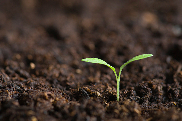 Soil Conservation & Domestic Allotment Act