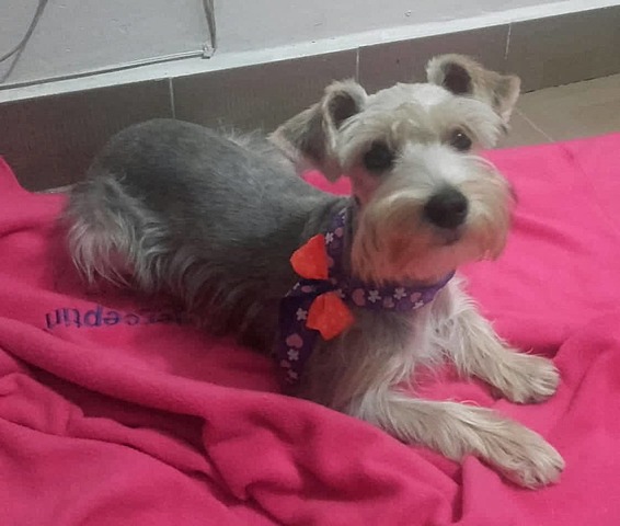 la llegada de mi perrita