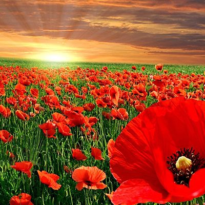 Timeline: TIMELINE PROJECT