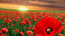 Timeline: TIMELINE PROJECT