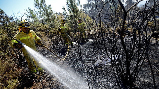 Brigadas de ordenación forestal