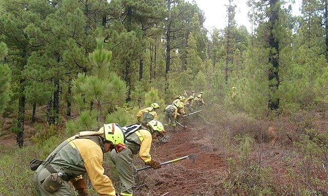 Se crean Brigadas de Ordenación Forestal