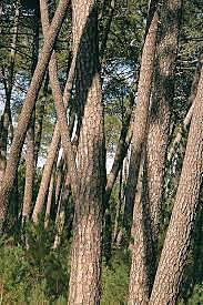 Se alcanzaron las 468.000 ha de superficie