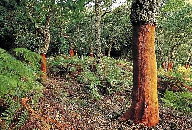 La superficie alcanzaba más de 468.000 ha de monte arbolado