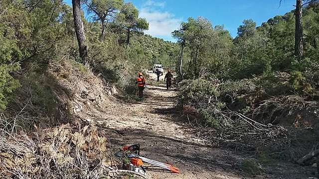 Creación de las brigadas de Ordenación Forestales