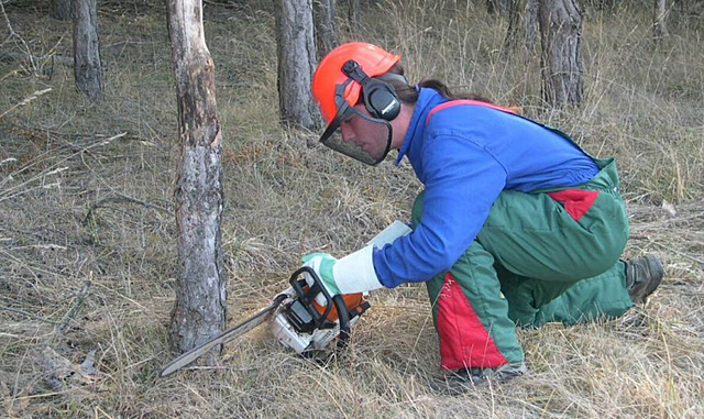 Creación Brigadas de Ordenación Forestal