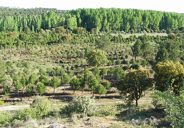 La superficie ordenada alcanzaba más de 468.000 ha de monte