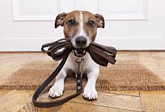 J'ai adopté un chien